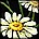 Tournesol chantant