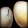 inv_egg_01