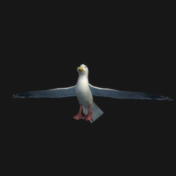 Poussin d’albatros